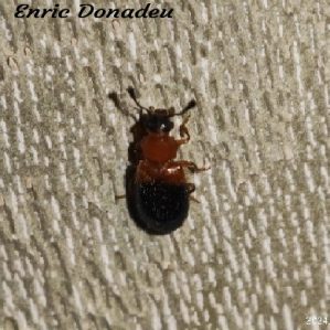 Necrobia ruficollis