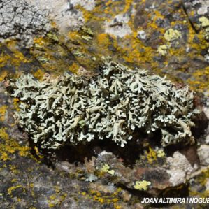 Xanthoparmelia taractica