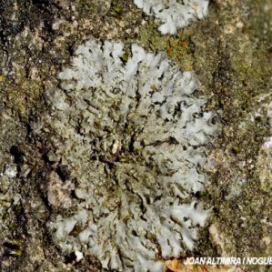 Phaeophyscia hirsuta forma saxicola