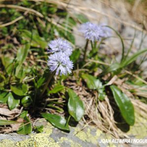 Globularia fuxeensis
