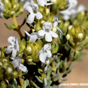 Thymus loscosii